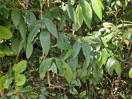 Damburneya coriacea (Damburneya coriacea)