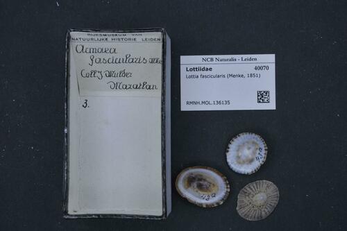 Mexican Striped Limpet