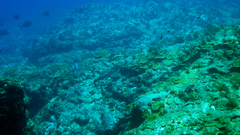 Laticauda semifasciata