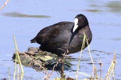 Fulica atra