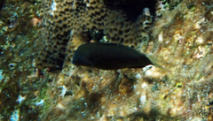 Halichoeres melanochir