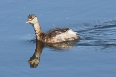 Tachybaptus ruficollis