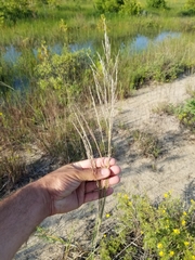 Sporobolus rigidus magnus