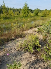 Sporobolus rigidus magnus