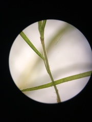 Potamogeton diversifolius