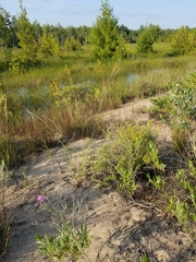 Sporobolus rigidus magnus