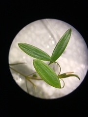 Potamogeton diversifolius