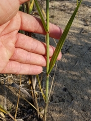 Sporobolus rigidus magnus