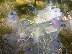 Potamogeton diversifolius