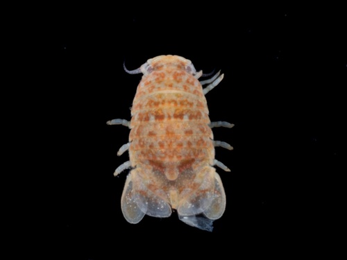 Dynoides brevicornis