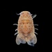 Dynoides brevicornis