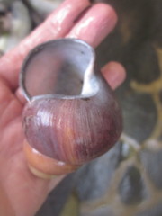 Helicostyla rufogaster