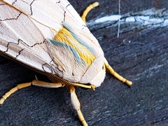 Halysidota tessellaris