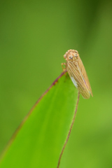 Megophthalminae