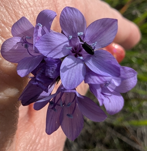 California gilia (Gilia achilleifolia)