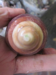 Helicostyla rufogaster