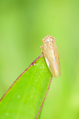Megophthalminae