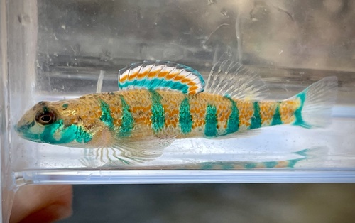 Speckled darter (Etheostoma stigmaeum) — Percidae — 4