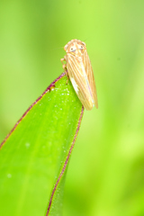 Megophthalminae