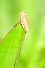 Megophthalminae