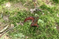 Pseudotriton montanus montanus