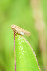 Megophthalminae