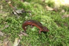 Pseudotriton montanus montanus