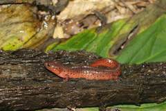 Pseudotriton montanus montanus