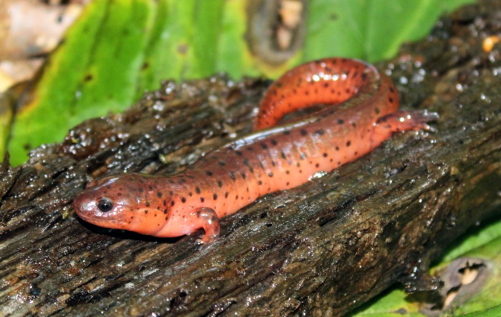 Eastern Mud Salamander in July 2019 by Aleta Quinn · iNaturalist