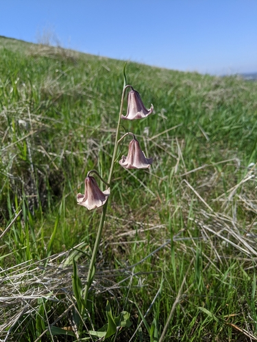 Image of Fritillaria striata by (c) Kayla Sweeten, some rights reserved (CC BY)
