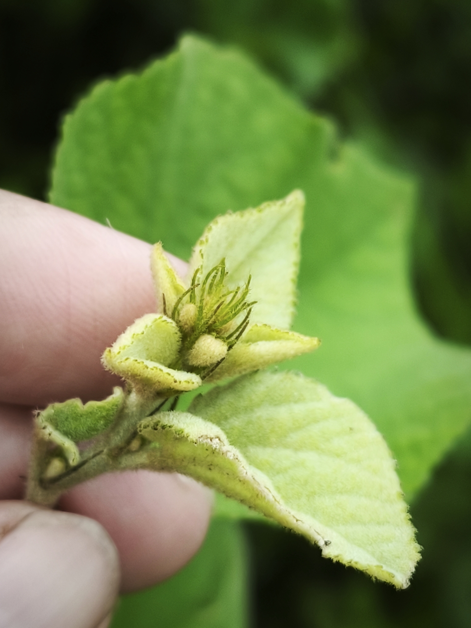 Imagem de Malva-branca