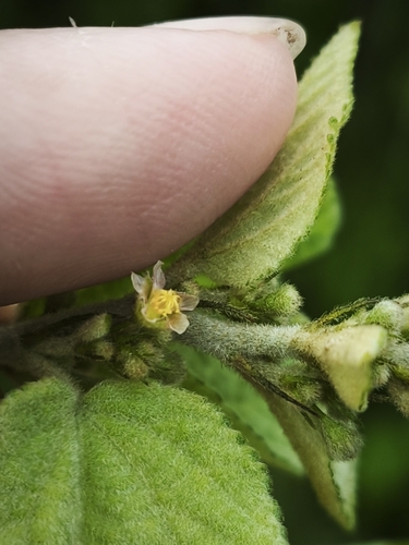 Malva-branca