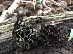 Xylaria liquidambar