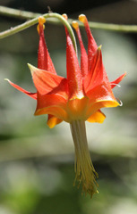Aquilegia eximia