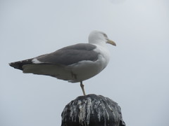 Larus fuscus
