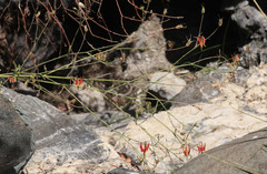 Aquilegia eximia