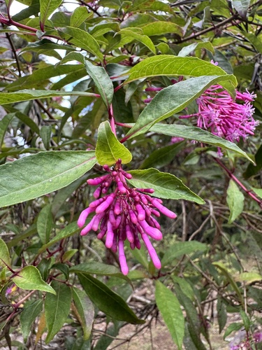 Fuchsia paniculata, 2025-03-03