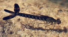 Archilestes californicus