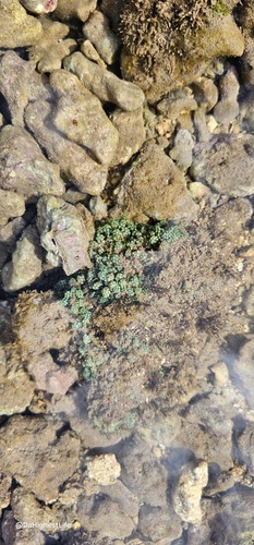 Caulerpa racemosa observed 2024-09-01