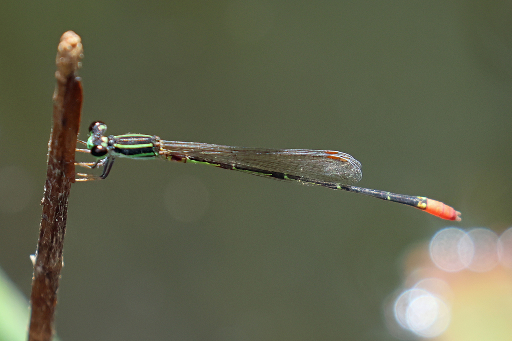 Shadefly Red-tipped Shadefly from Ewen Maddock Dam, Landsborough QLD 4550 ...