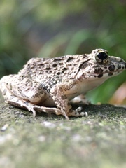 Fejervarya kawamurai