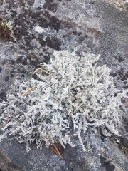 Stereocaulon saxatile