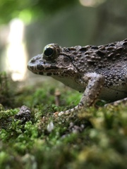 Fejervarya kawamurai