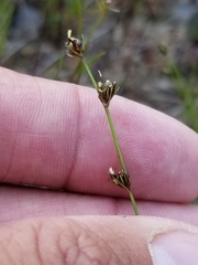 Scleria verticillata