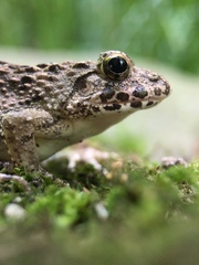 Fejervarya kawamurai