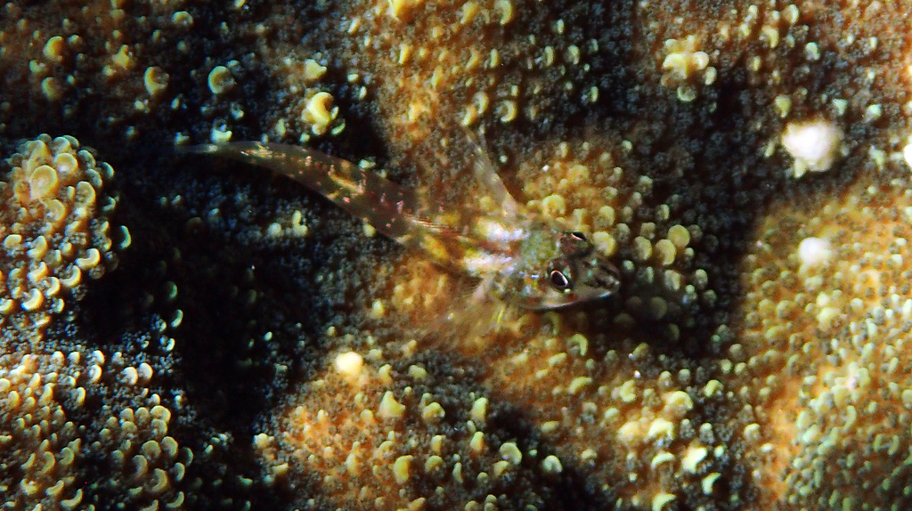 Fourspot triplefin (Helcogramma fuscipectoris) — Tripterygiidae