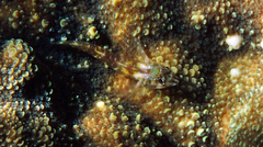 Helcogramma fuscipectoris