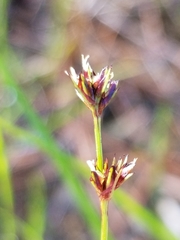 Scleria verticillata