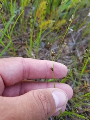 Scleria verticillata