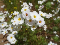 Leptosiphon montanus